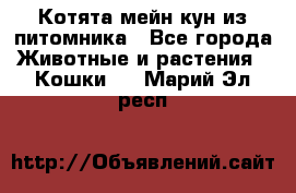 Котята мейн-кун из питомника - Все города Животные и растения » Кошки   . Марий Эл респ.